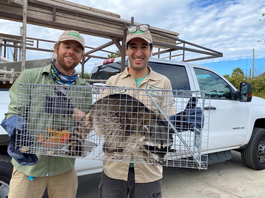 Columbus raccoon trapping